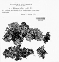 Tuckermanopsis ciliaris image